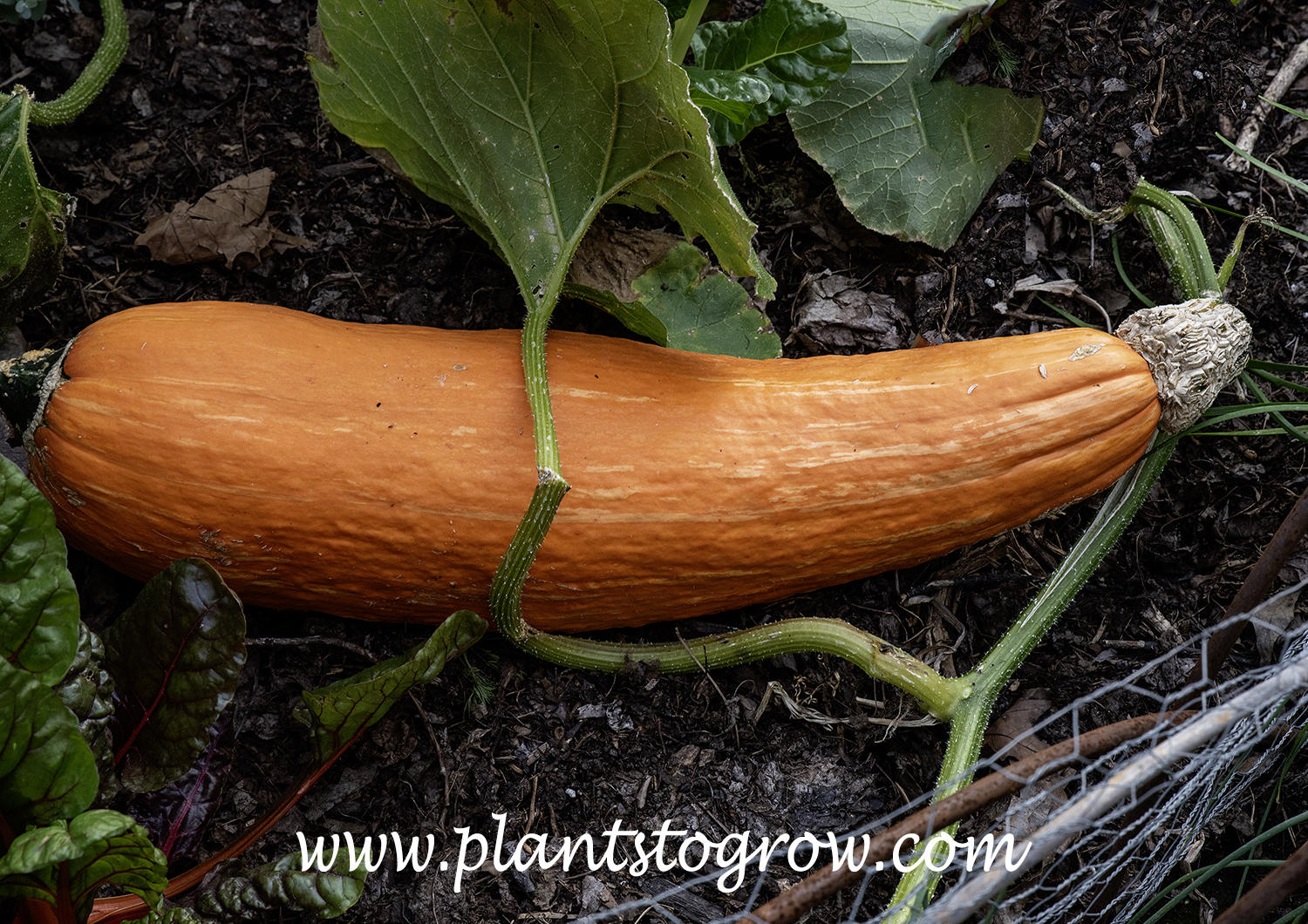 Gete Okosomin (Cucurbita maxima) 
This was at least 24 inche long